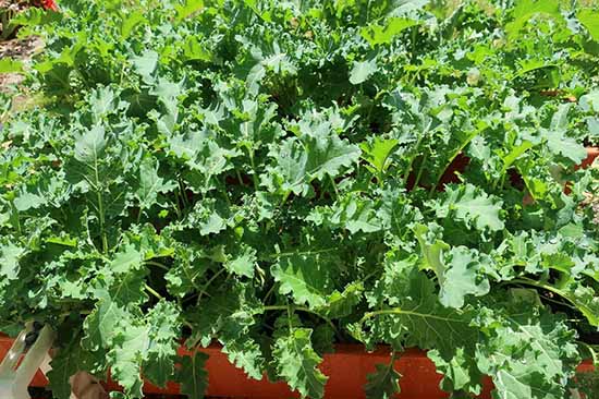 trồng cải kale tại nhà bằng cách gieo hạt
